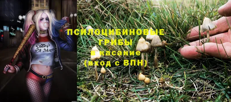 Галлюциногенные грибы MAGIC MUSHROOMS Гурьевск